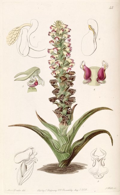 Corycium orobanchoides da Miss Drake